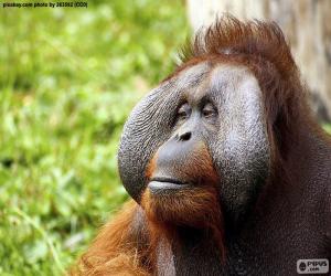 пазл Лицо мужского орангутана